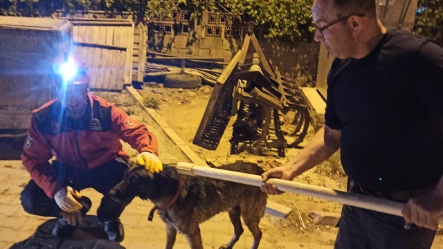 Gömeç'te havuza düşen köpek kurtarıldı
