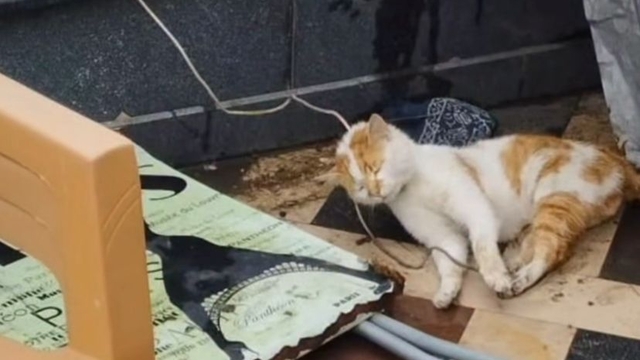 Cami avlusunda iple boğulmuş kedi bulundu