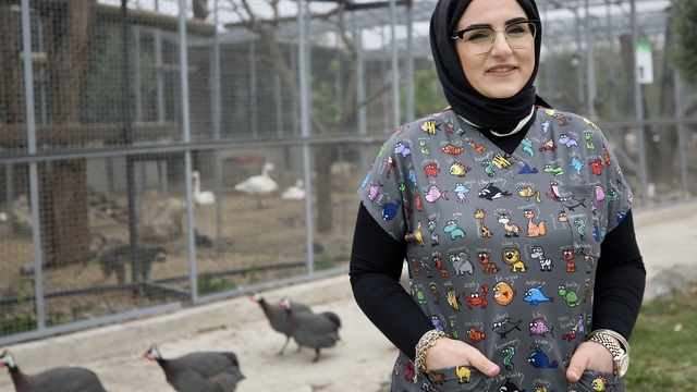 Sakarya'daki tabiat parkında görevli veterinerler yaralı yaban hayvanlarını hayata bağlıyor