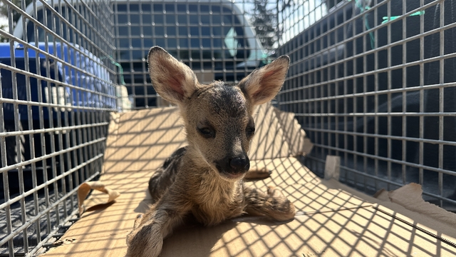 Hatay'da bitkin bulunan karaca yavrusu bakıma alındı