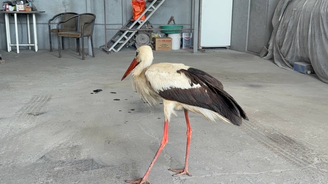 Karabük'te bitkin halde bulunan leylek tedavi altına alındı