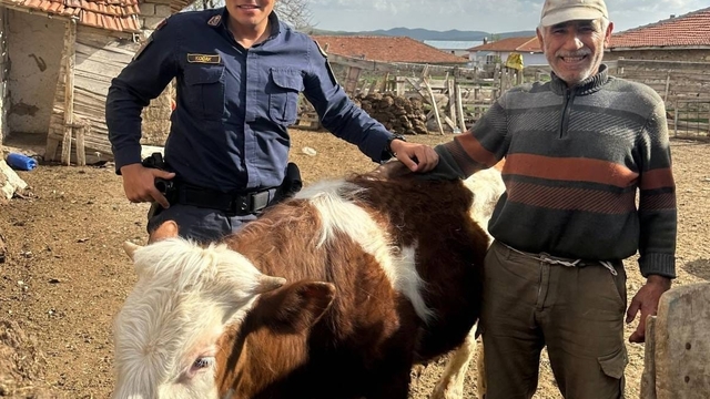 Kırşehir'de kaybolan büyükbaş hayvan jandarma tarafından bulundu
