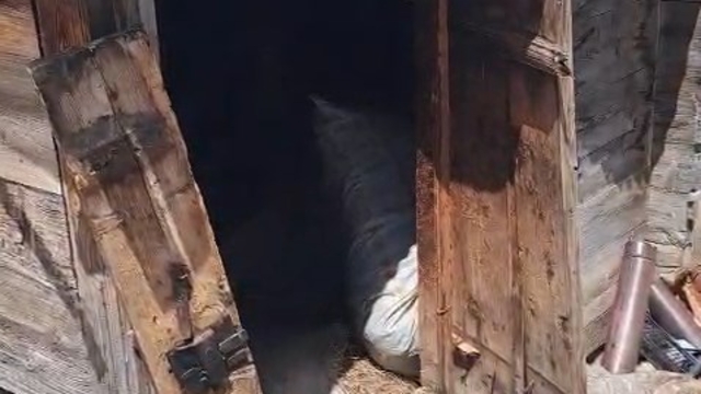 Rize'de kış uykusundan uyanan ayılar 30 eve zarar verdi