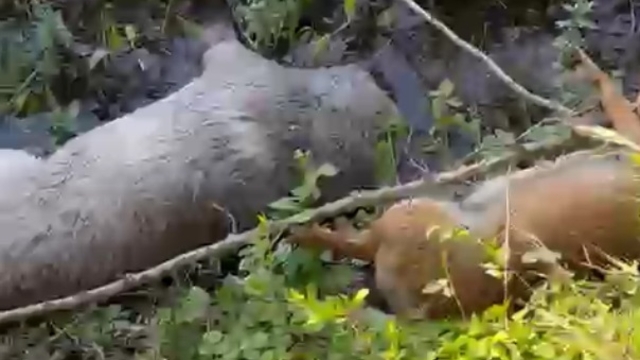 Tarım arazisinde 8 köpek ölü bulundu