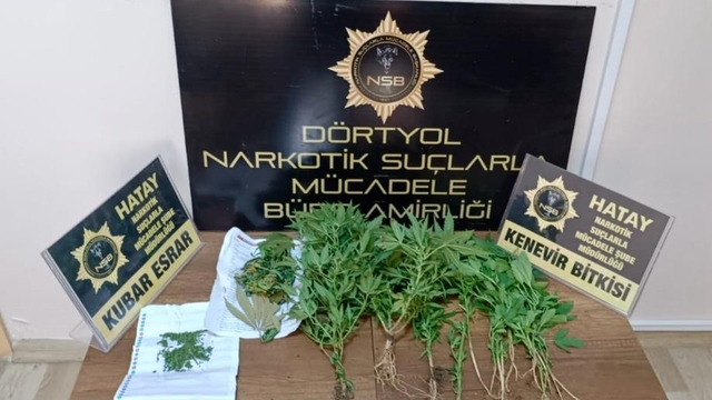 Hatay'da 20 kök kenevir ele geçirildi