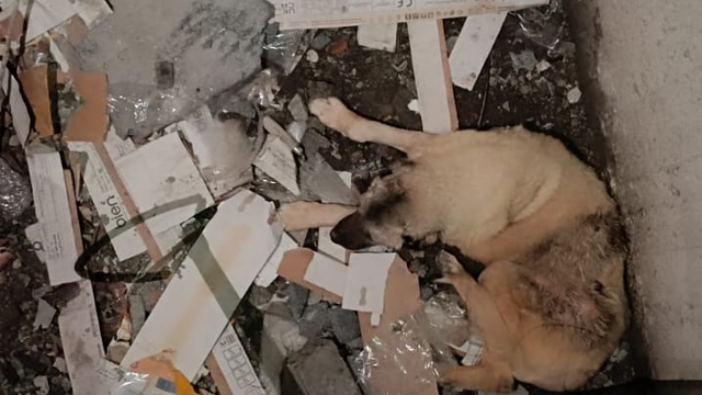 Mardin'de asansör boşluğuna düşen köpek itfaiye ekiplerince kurtarıldı