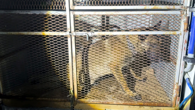 Durdurulan araçlardaki köpeklerin altından uyuşturucu çıktı