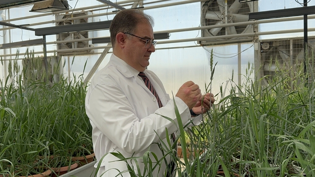 KMÜ'de geliştirilen buğday tohumları tescillendi