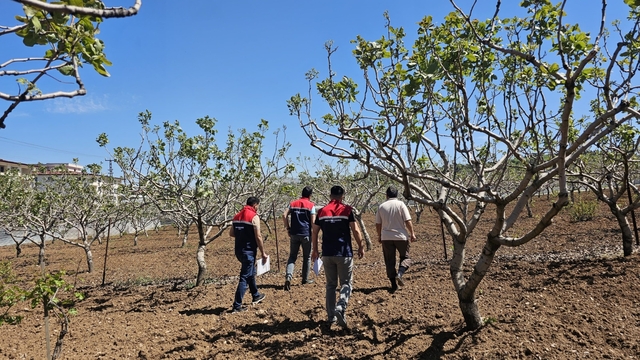 Siirt'te şiddetli yağış ve doludan etkilenen bahçelerde hasar tespit çalışması başlatıldı