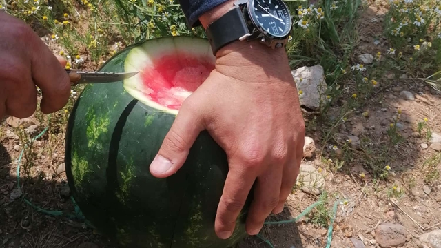 Serik'te örtü altı karpuz üretiminin olgunluğu incelendi