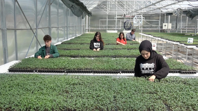 Öğrencilerin tohumdan ürettikleri fideler üreticiye satılacak