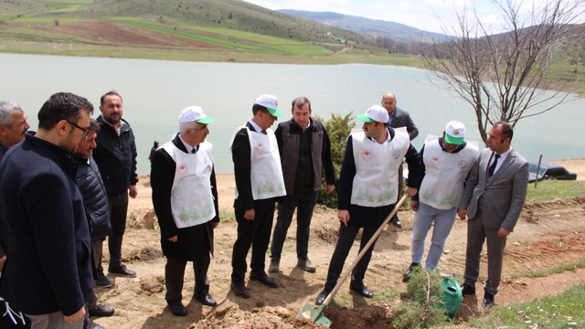 Artova'da 540 çam fidanı dikildi