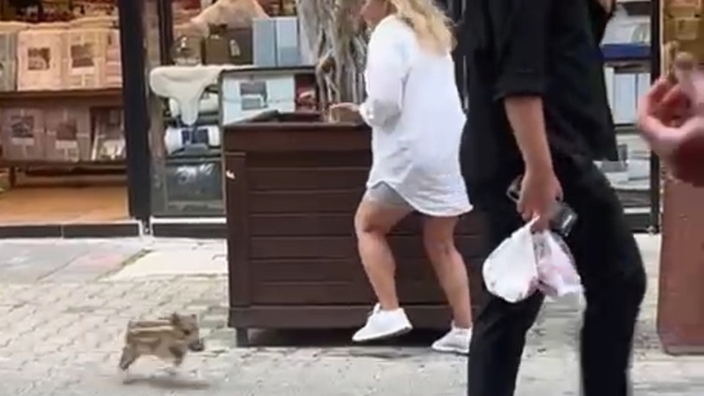 Yavru yaban domuzu iş yerine daldı; o anlar kamerada