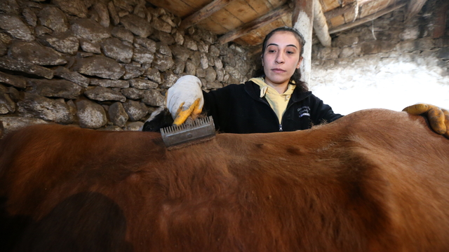 Kars'ta üniversite mezunu kadın devlet desteğiyle besici oldu