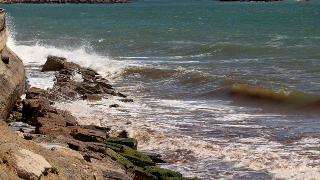 Tekirdağ'da poyraz sahile kırmızı yosun taşıdı