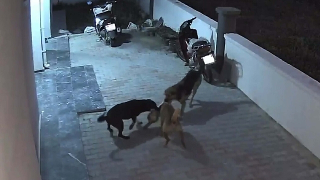 Sokak köpeklerinin saldırısına uğrayan kedi öldü