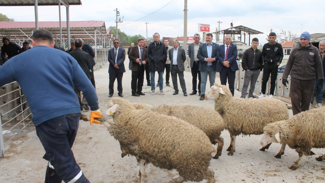 Çay'da üreticilere koyun dağıtımı yapıldı