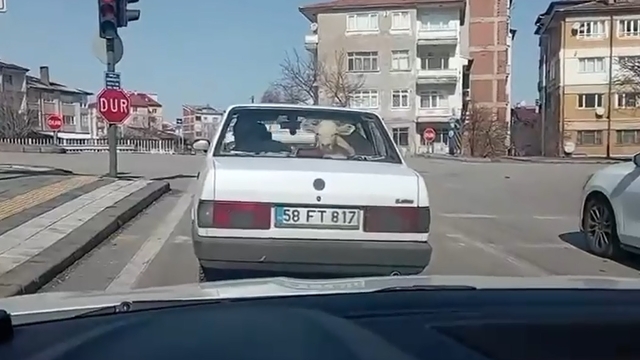 Buzağıyı otomobiille veterinere götürdüler