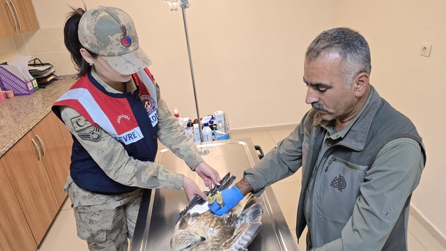 Şanlıurfa'da yaralı bulunan kartal tedavi altına alındı