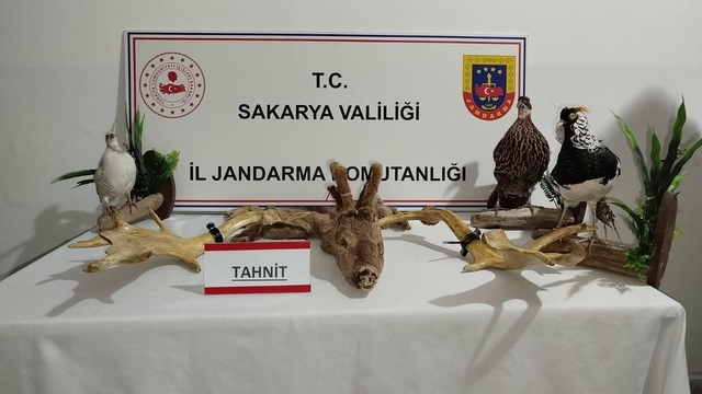 Sakarya'da kaçakçılık operasyonunda 98 hayvan ele geçirildi