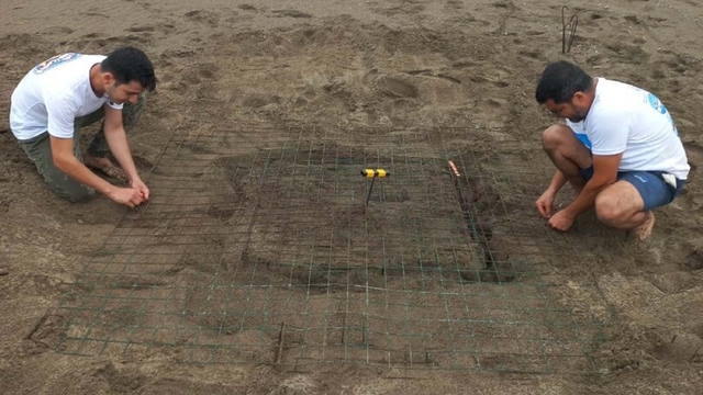 Dalyan'da sezonun ilk caretta caretta yuvası belirlendi