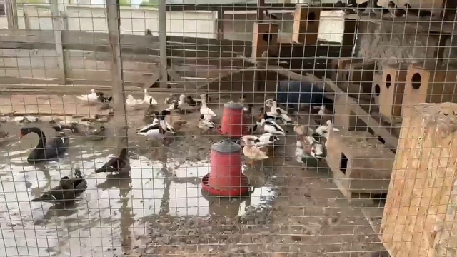 Sakarya'da 102 egzotik hayvan ile 5 dondurulmuş hayvan ele geçirildi; 1 gözaltı