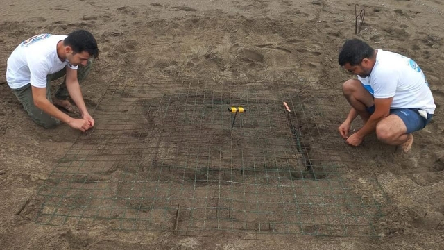 Muğla'da caretta carettalar İztuzu sahiline yumurta bırakmaya başladı