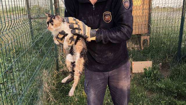 Hatay'da bina boşluğuna düşen kediyi itfaiye ekipleri kurtardı