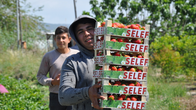 Mersin'de açık alanda üretilen tescilli Silifke çileğinde hasat sürüyor