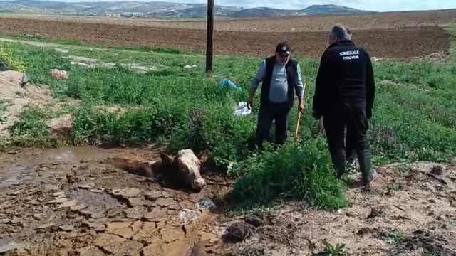 Çamura batan ineği itfaiye kurtardı
