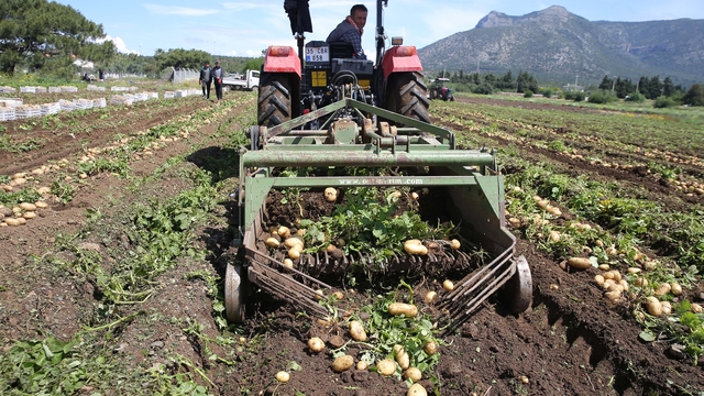 Datça'da turfanda patates hasadı yapılıyor