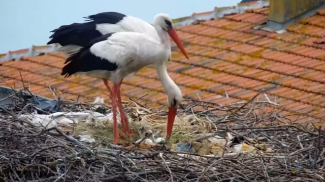 Kuluçkaya yatan Yaren leyleğin 2 yavrusu yumurtadan çıktı