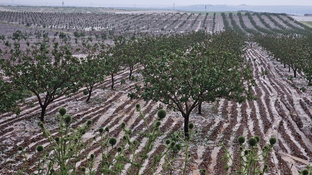Şanlıurfa'da etkili olan doluda bazı tarım alanları zarar gördü