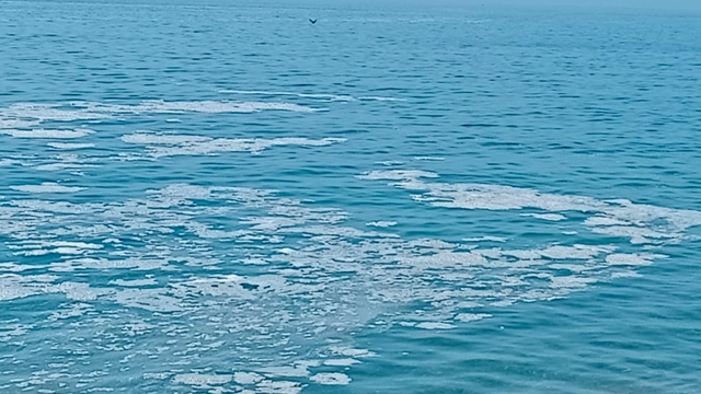 Yalova'nın Armutlu kıyılarında müsilaj görüldü