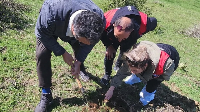 Amasya'da süneyle mücadele devam ediyor