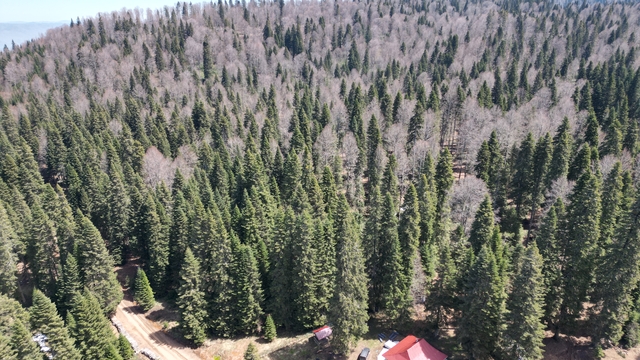 Bartın ve Karabük yaylalarında ilkbahar güzelliği