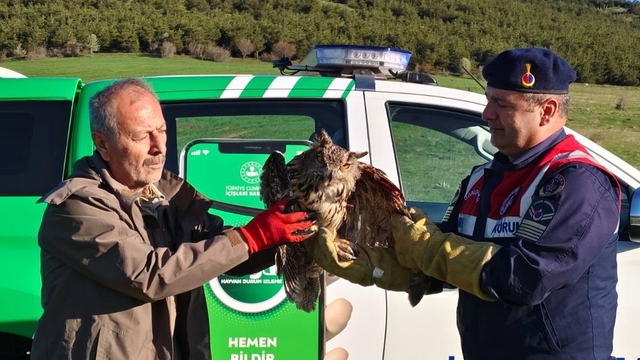 Yozgat'ta dikenli tellere takılmış halde bulunan puhu tedavi altına alındı