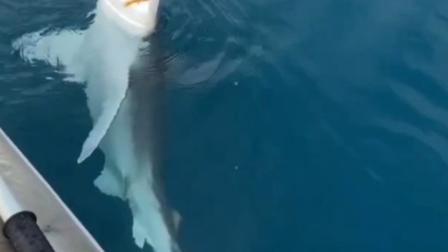 Amatör balıkçının oltasına kum köpek balığı takıldı