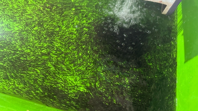 Erzincan'da su ürünlerinde üretim kapasitesi her geçen gün artıyor