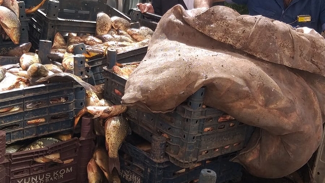 Elazığ'da kaçak avlanan 700 kilogram sazan balığı ele geçirildi