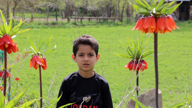 Yüksekova'da ters laleleri jandarma ekipleri koruyor