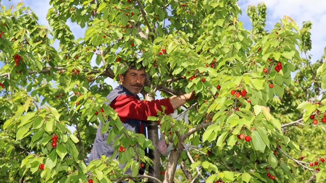 Oltu'da 'misafir kirazı'nda hasat zamanı