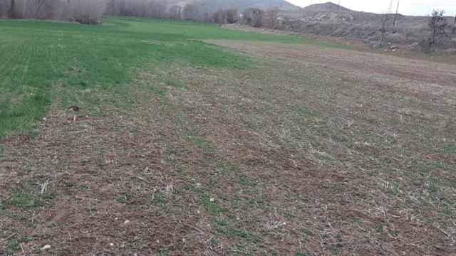Çankırı'da Ekin Kamburu Böceği zararlarına karşı uyarıda bulunuldu