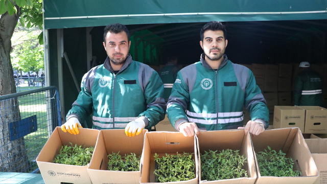 Kayseri'de üreticilere 550 bin organik domates fidesi dağıtıldı