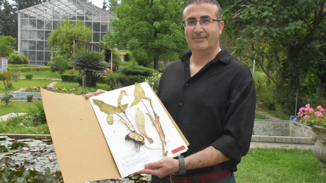 Yeni keşfedilen bitki türü 'Milleyha tirşiği' risk altında