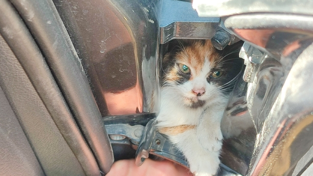 Hatay'da otomobilin kapısına sıkışan kedi yavrusu kurtarıldı