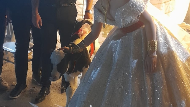 Düğünde gelin ve damada takı yerine at ve buzağı hediye edildi