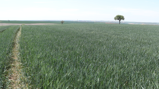 Tekirdağ'da üreticiler buğdayda rekolte kaybı yaşamamak için yağış bekliyor