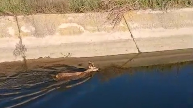 Sulama kanalına düşen karaca kurtarıldı