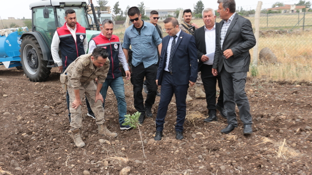 Cizre Kaymakamı Baycar, fıstıkçılık çalışmalarını inceledi